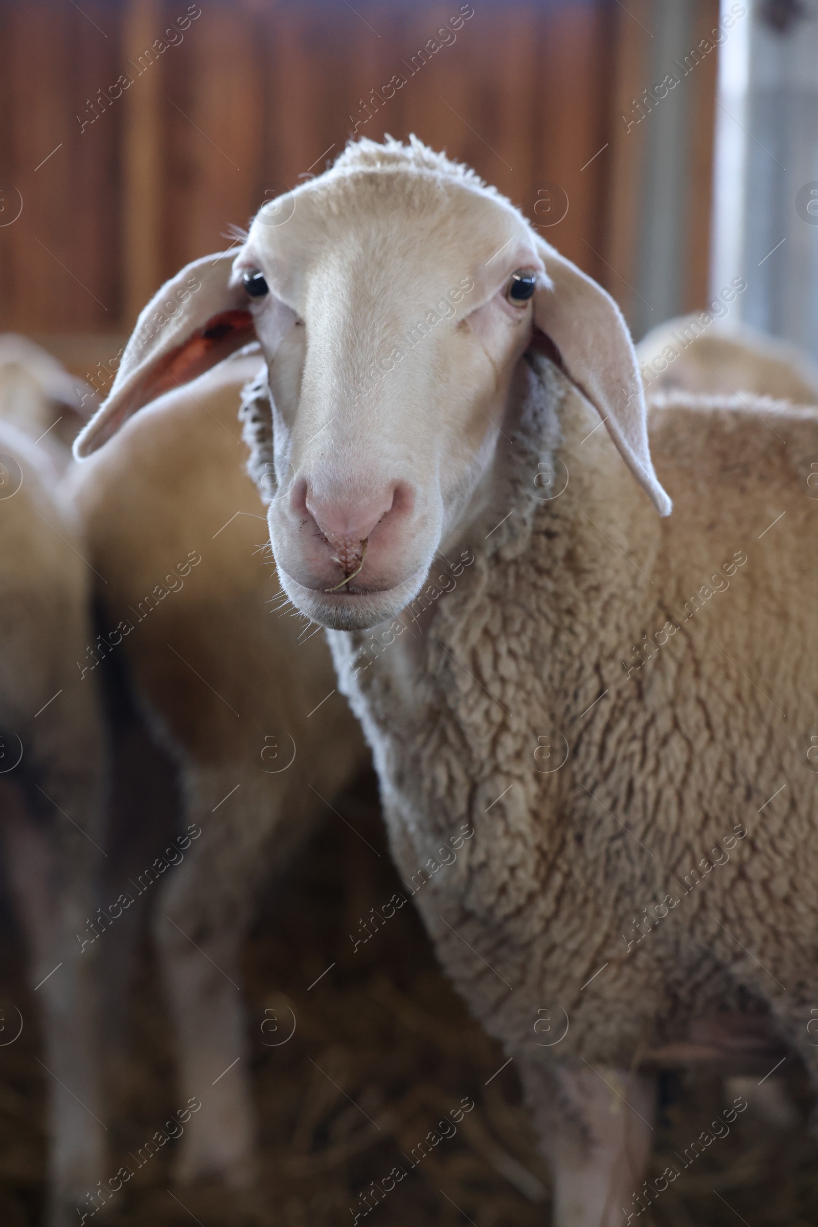 Photo of Sheep in barn on farm. Cute animals