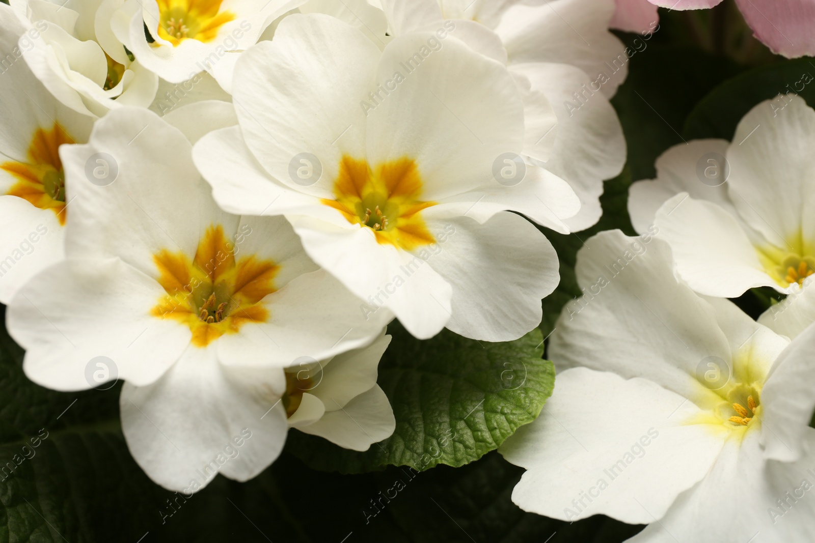 Photo of Beautiful primula (primrose) plant with white flowers, closeup. Spring blossom