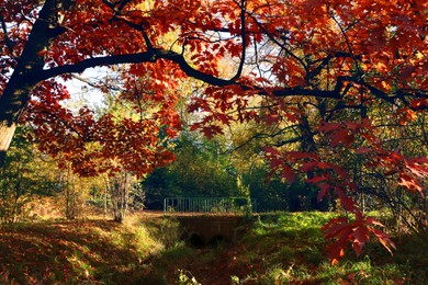 Picturesque view of park with beautiful trees. Autumn season