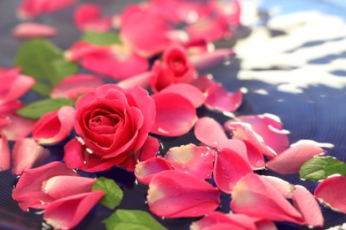 Photo of Pink rose and petals in water, closeup