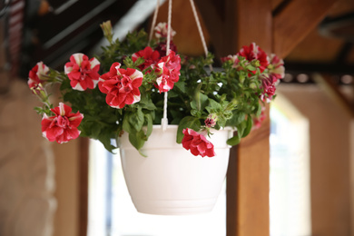 Beautiful flowers in hanging plant pot near building outdoors