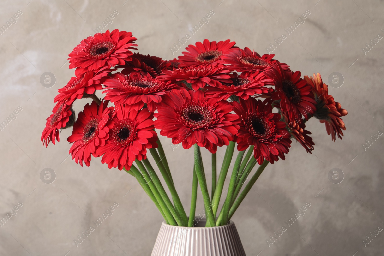 Photo of Bouquet of beautiful red gerbera flowers in ceramic vase on beige background