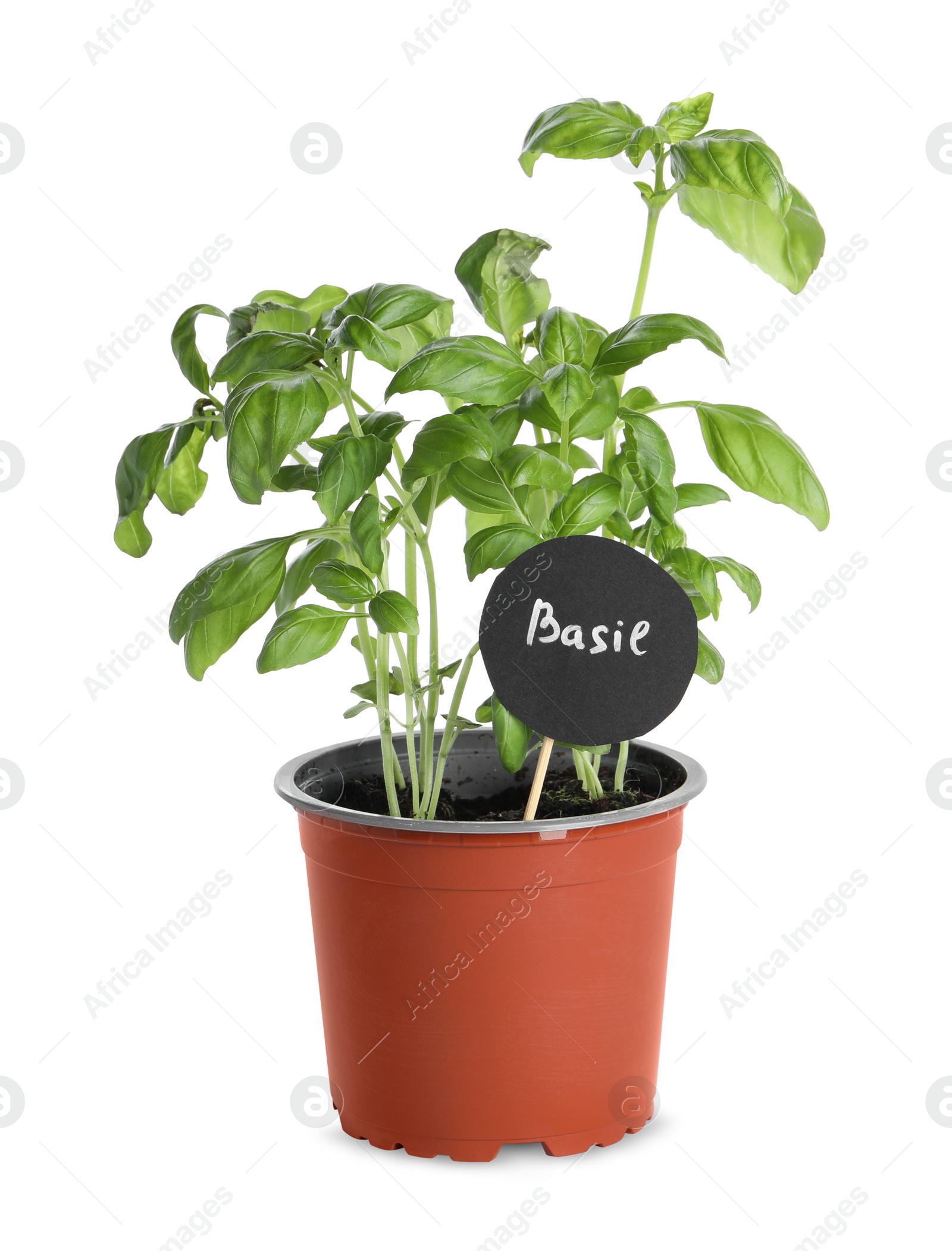 Photo of Aromatic green potted basil isolated on white