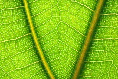 Photo of Macro photo of green leaf as background, top view