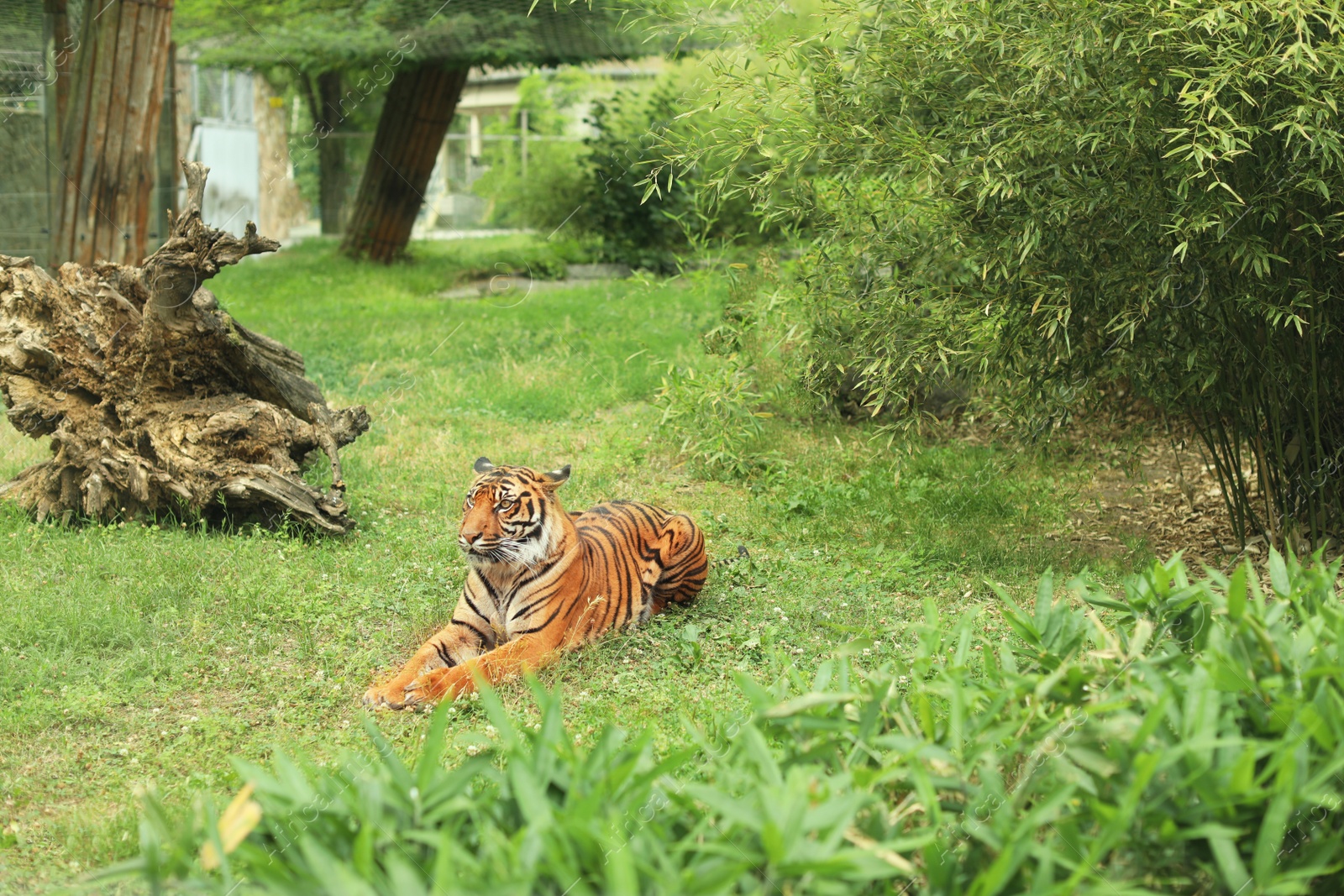 Photo of Beautiful tiger lying on grass in zoological garden