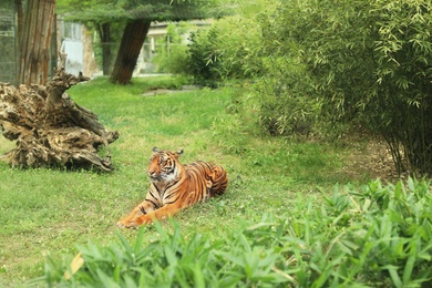 Beautiful tiger lying on grass in zoological garden