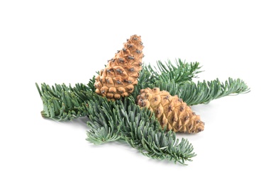 Fir tree branch with pinecones isolated on white