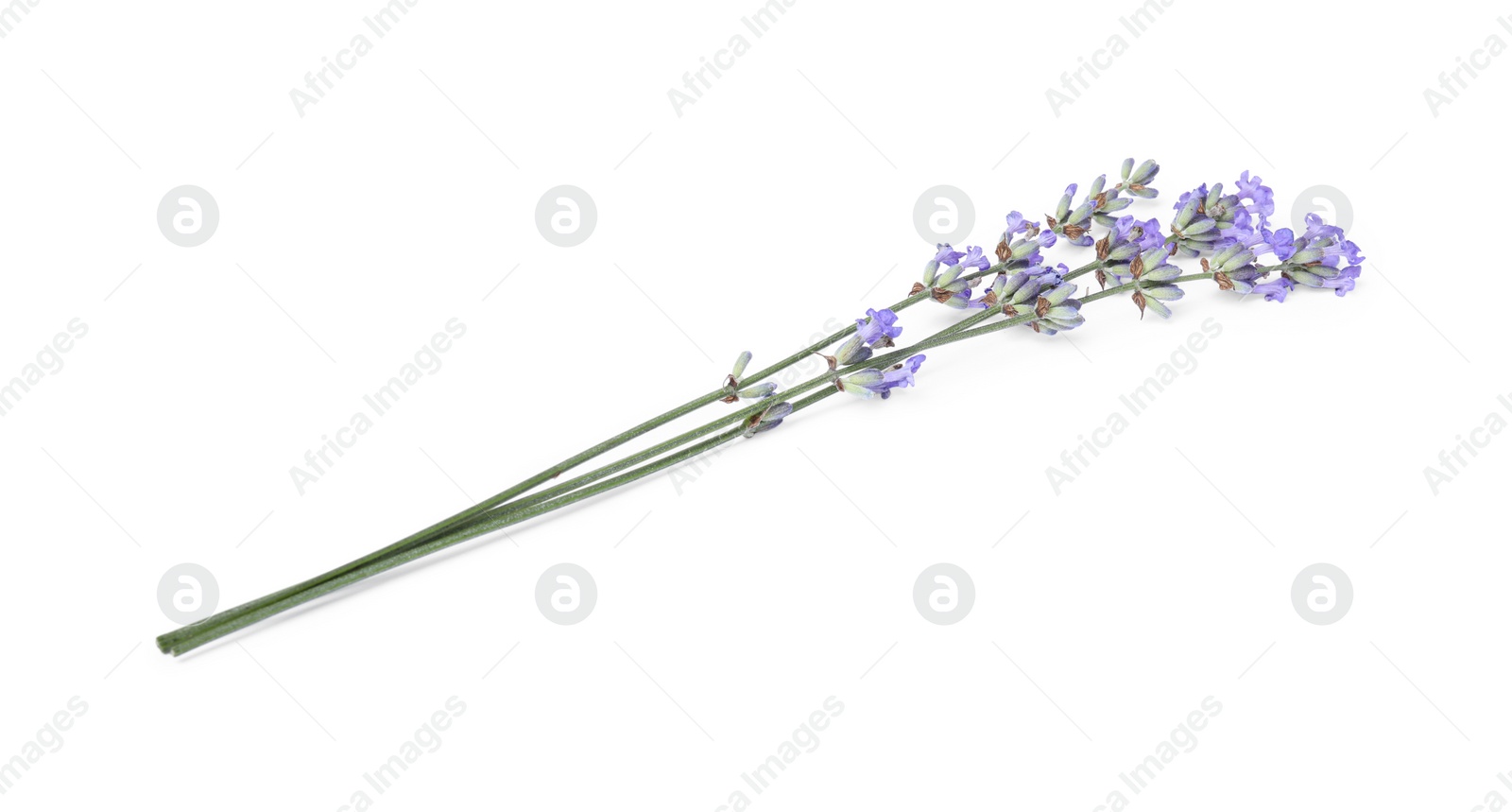 Photo of Beautiful aromatic lavender flowers isolated on white