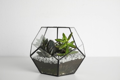 Photo of Glass florarium with different succulents on white background