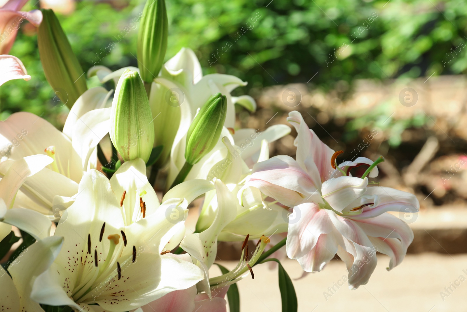 Photo of Beautiful blooming lily flowers in garden, closeup