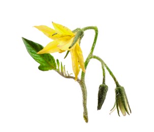 Photo of Tomato plant with flower and green leaf isolated on white