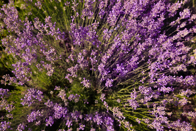 Photo of Beautiful blooming lavender field on summer day, top view