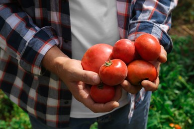 Photo of Man with red ripe tomatoes in garden, closeup