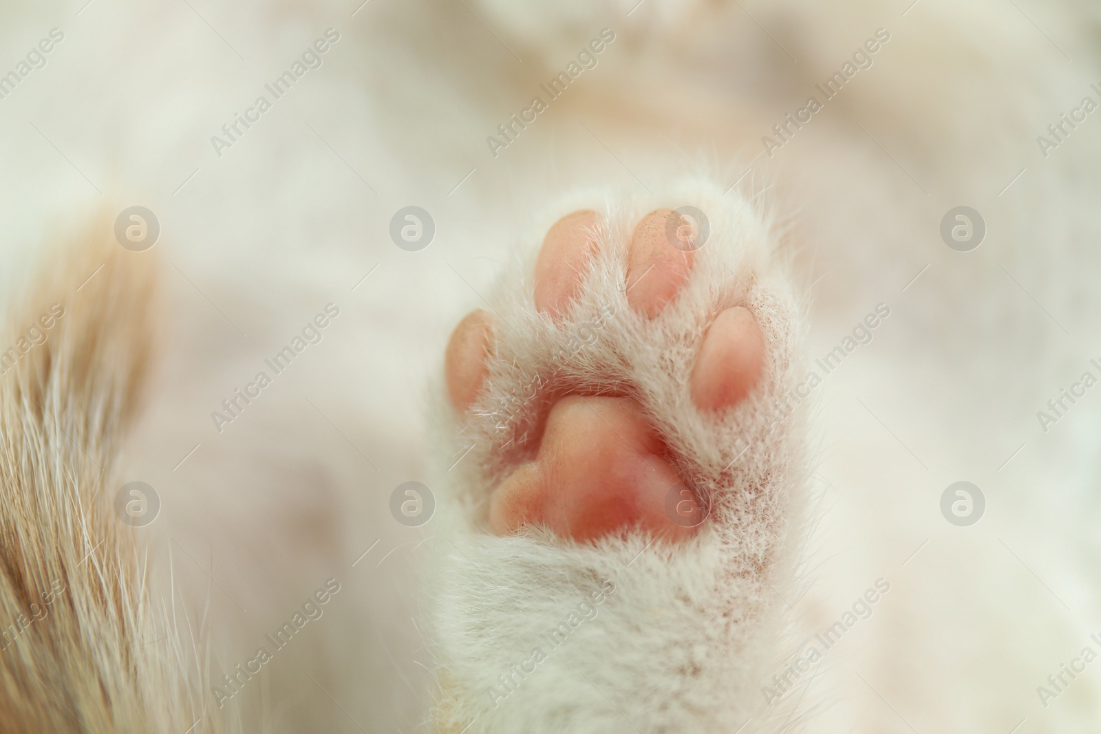 Photo of Cute little kitten, closeup view of paw
