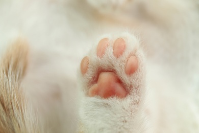 Photo of Cute little kitten, closeup view of paw