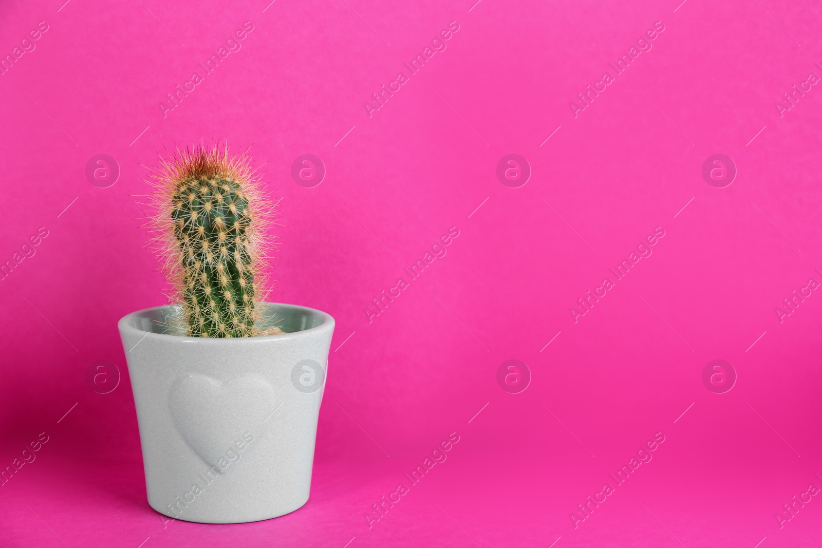 Photo of Potted cactus on violet background, space for text