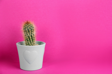 Potted cactus on violet background, space for text