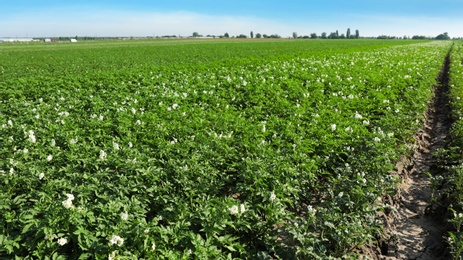 Beautiful field with blooming potato bushes on sunny day