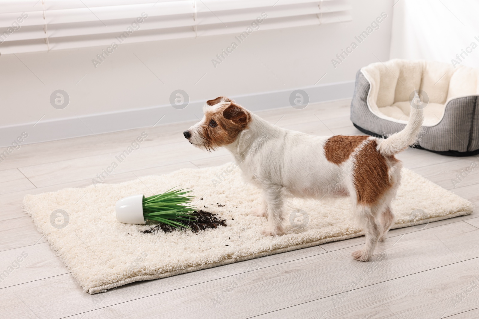 Photo of Cute dog near overturned houseplant on rug indoors