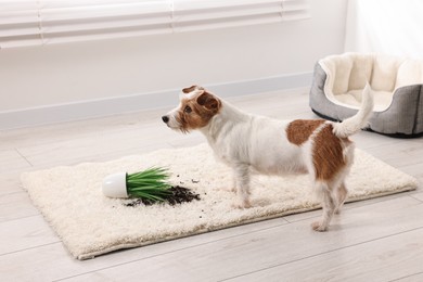 Cute dog near overturned houseplant on rug indoors