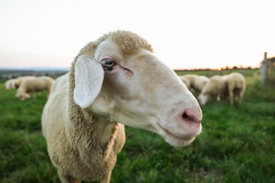 Photo of Cute sheep grazing on green pasture, closeup. Farm animals