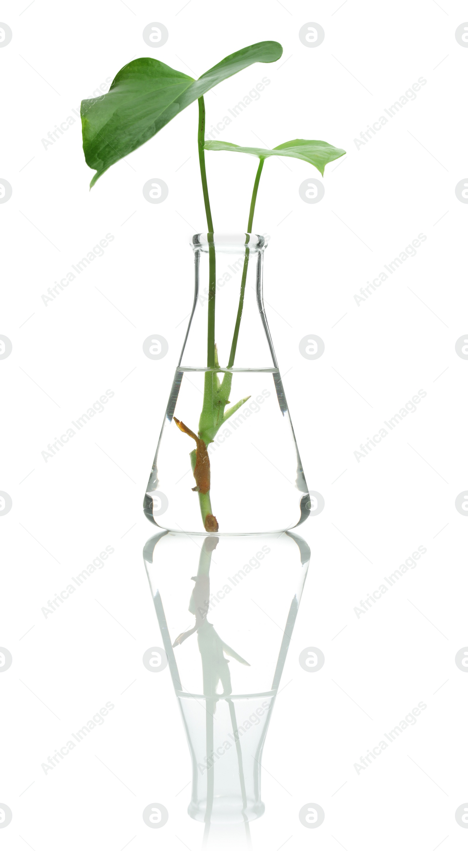 Photo of Flask with exotic plant isolated on white. Organic chemistry