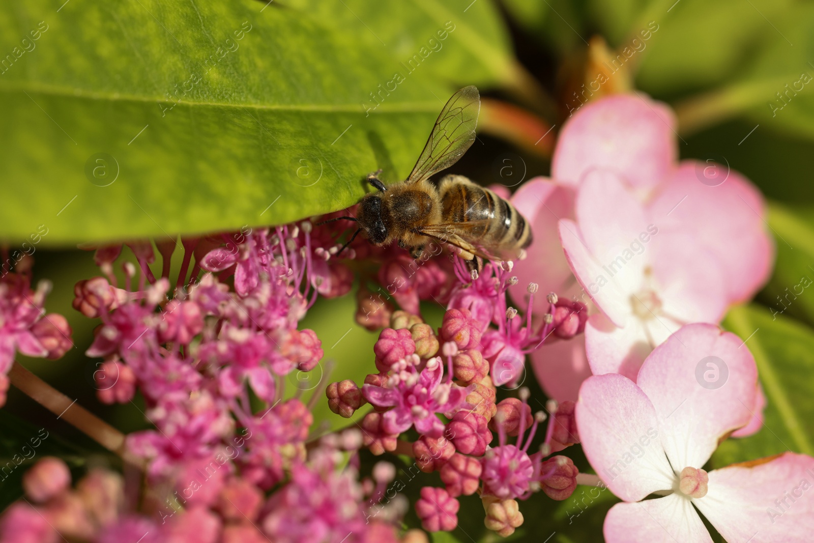 Photo of Honeybee collecting pollen from beautiful flowers outdoors, closeup