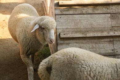 Photo of Cute funny sheep on farm. Animal husbandry