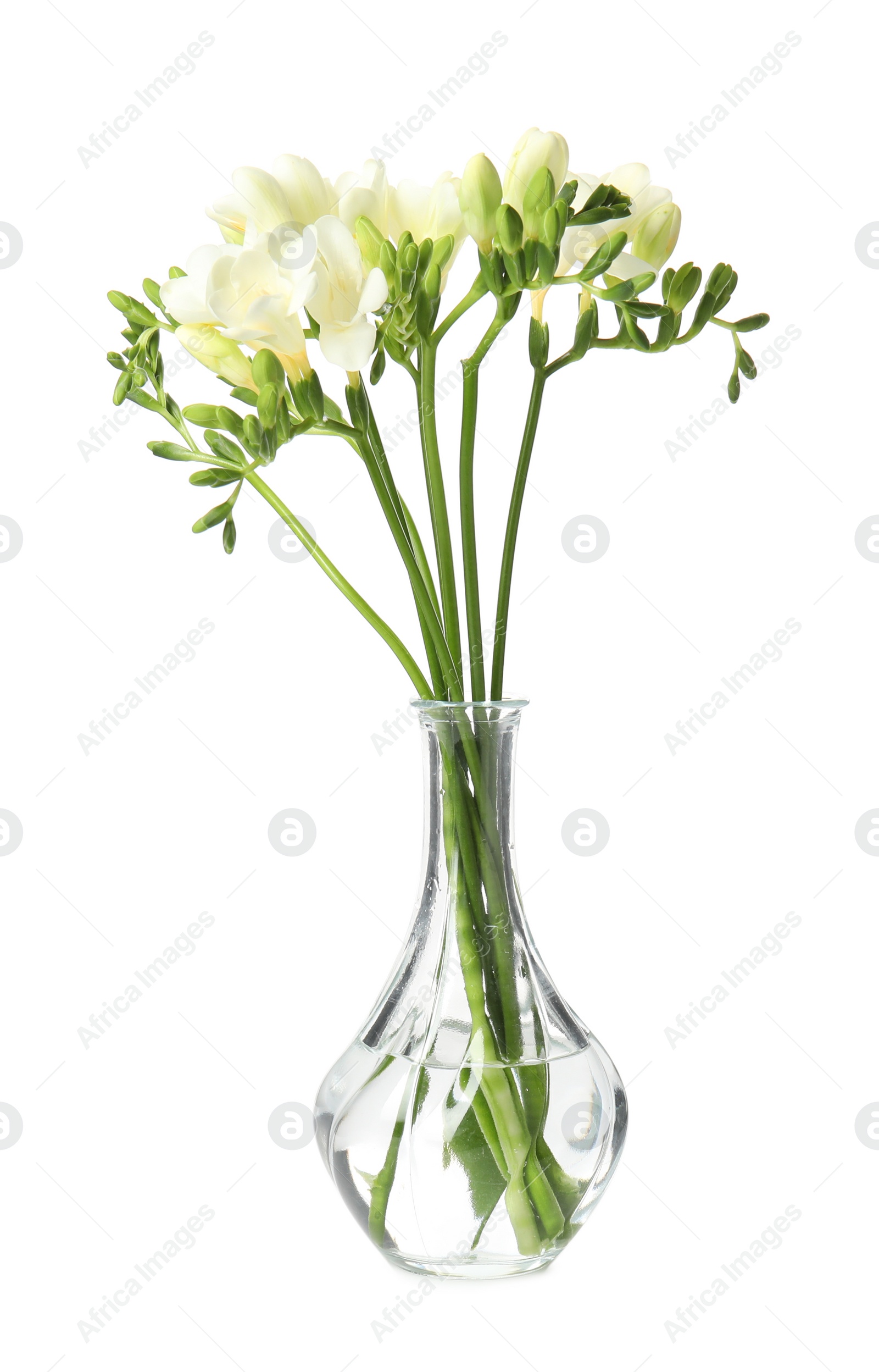 Photo of Bouquet of fresh freesia flowers in vase isolated on white