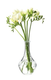 Bouquet of fresh freesia flowers in vase isolated on white