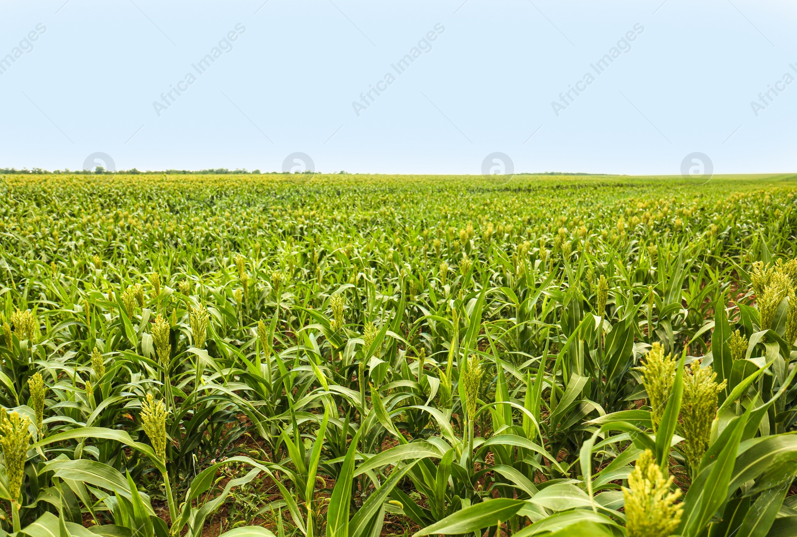 Photo of Green corn plants growing on field, space for text. Organic farming