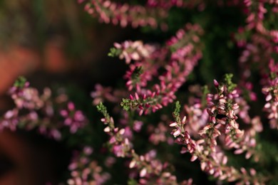 Photo of Heather shrub with beautiful flowers, closeup view