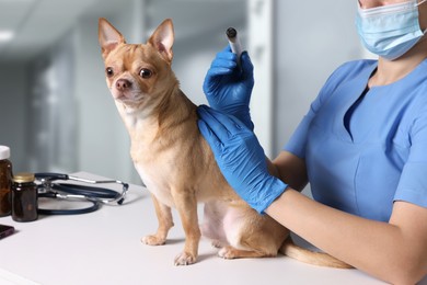 Image of Veterinary holding moxa stick near cute dog in clinic, closeup. Animal acupuncture treatment