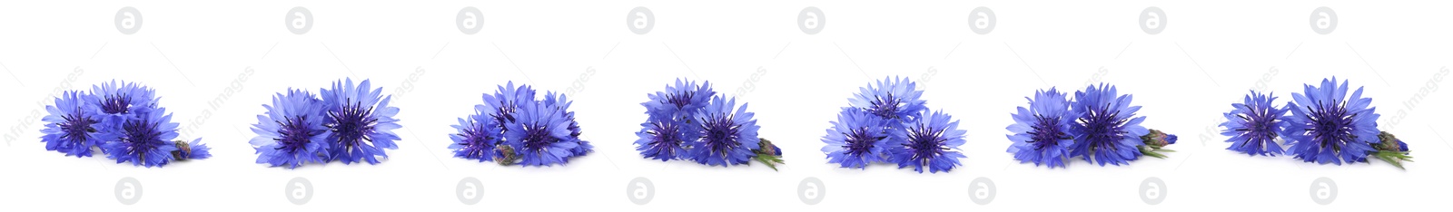 Image of Set with beautiful blue cornflowers on white background. Banner design