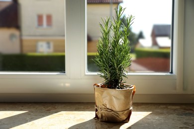 Photo of Potted rosemary on windowsill indoors, space for text. Aromatic herb