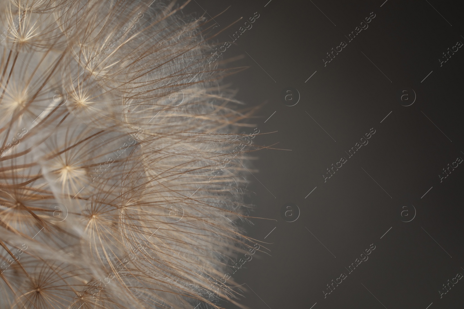 Photo of Beautiful fluffy dandelion flower on grey background, closeup. Space for text