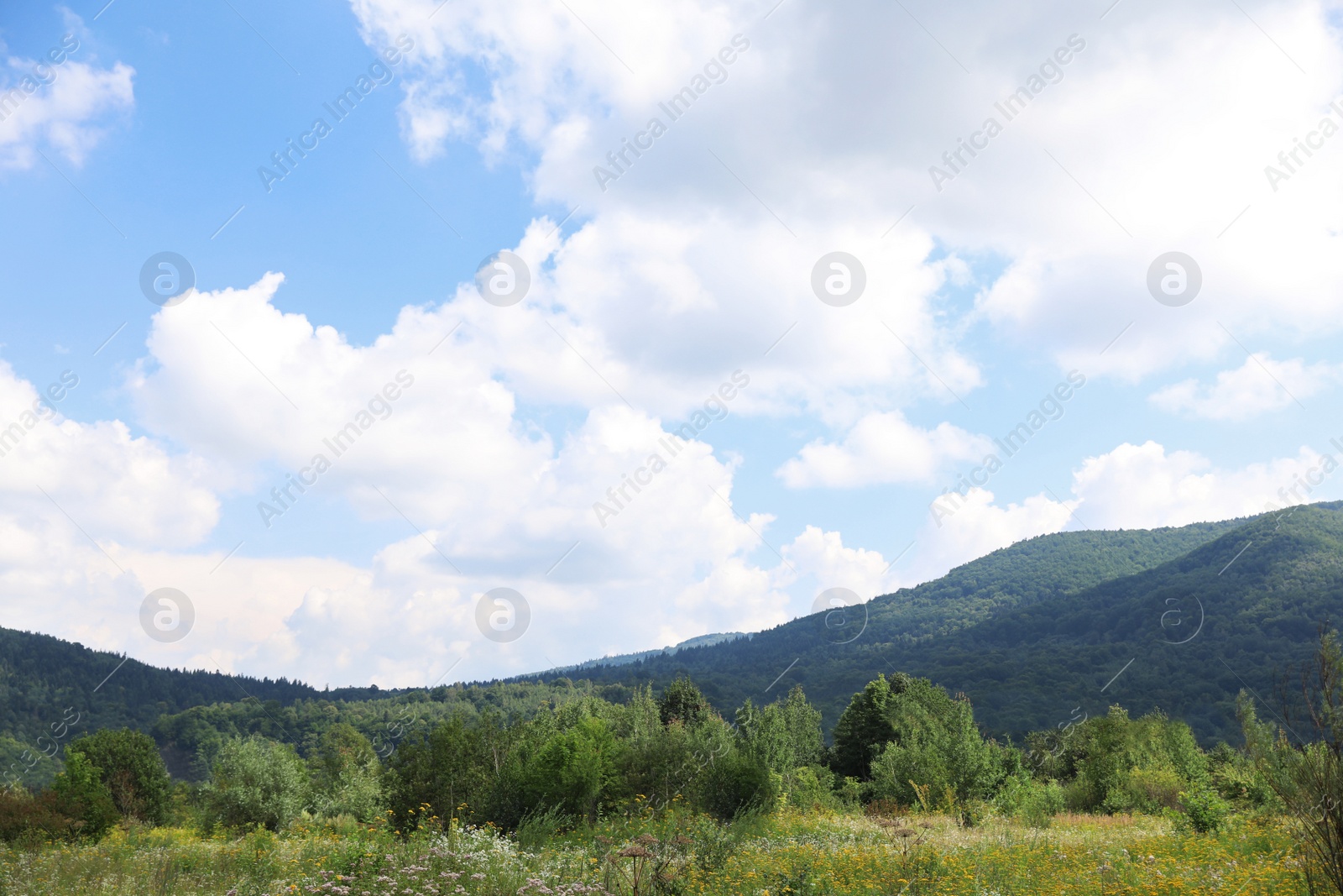 Photo of Picturesque landscape with mountain forest