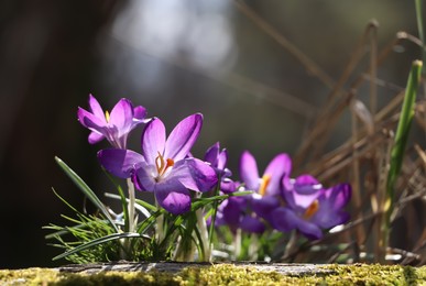 Fresh purple crocus flowers growing on blurred background