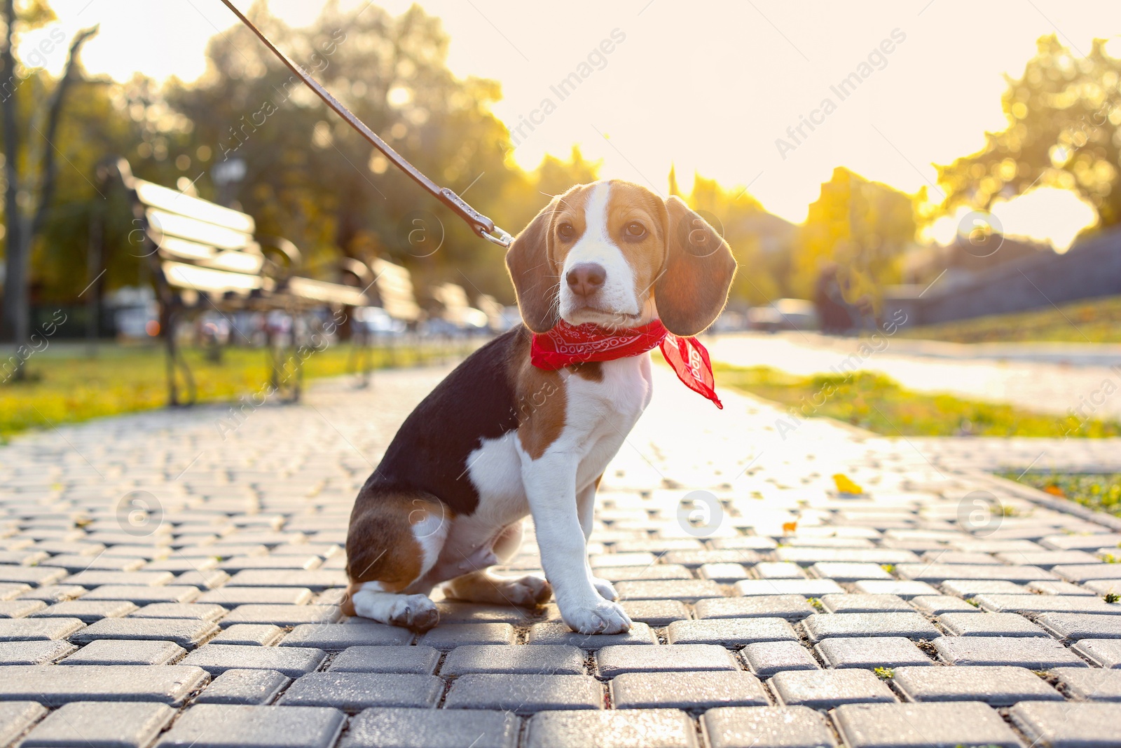 Photo of Cute Beagle in park on sunny day. Dog walking