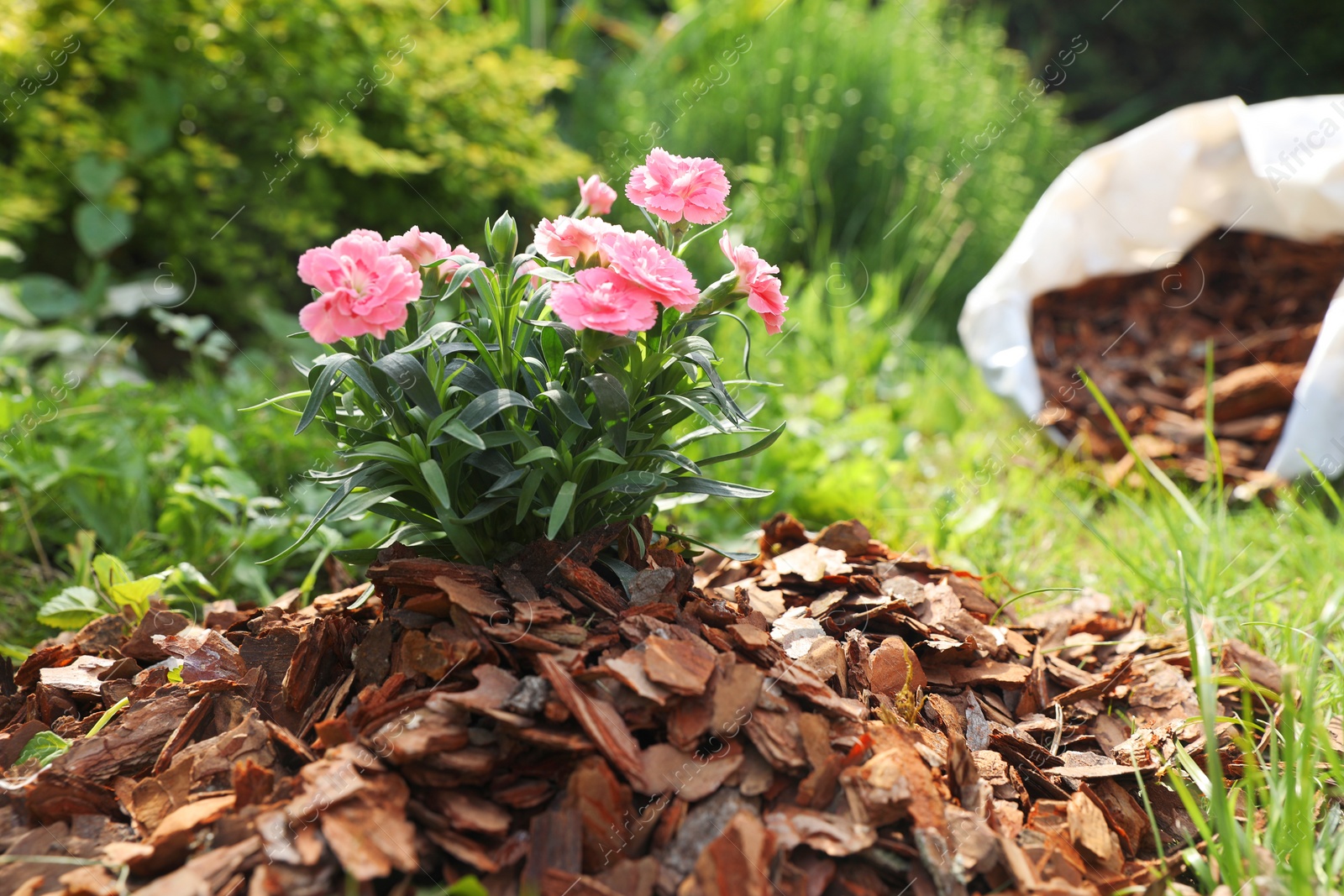 Photo of Beautiful flowers mulched with bark chips in garden, closeup. Space for text