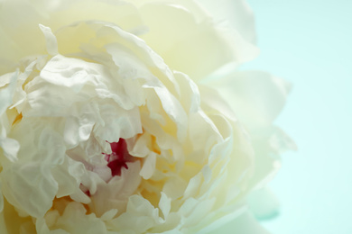 Photo of Beautiful white peony on light blue background, closeup