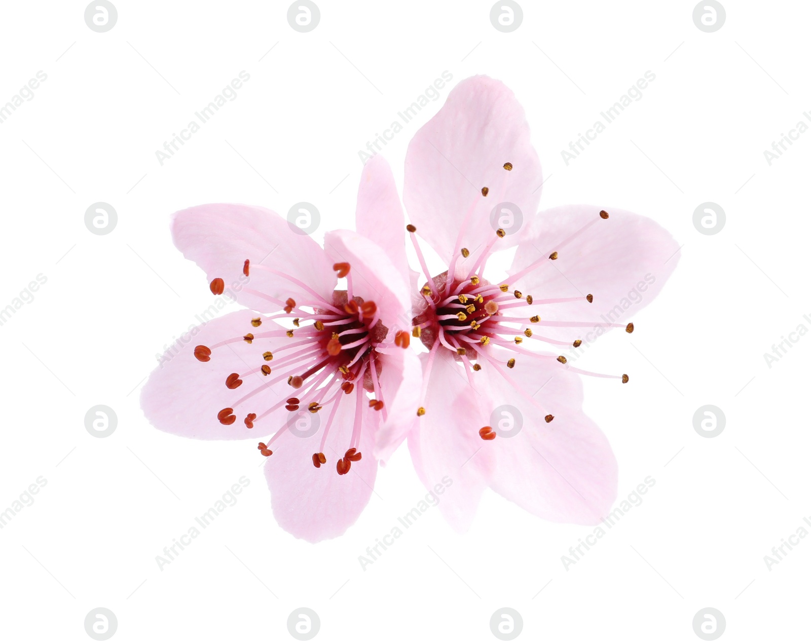 Photo of Beautiful pink sakura tree blossoms isolated on white