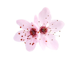 Photo of Beautiful pink sakura tree blossoms isolated on white