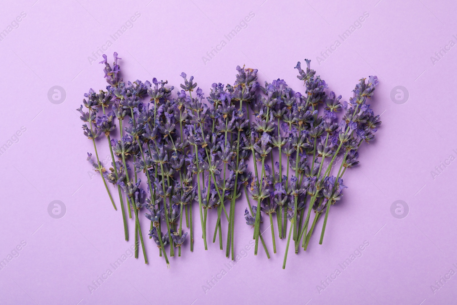 Photo of Beautiful lavender flowers on violet background, flat lay
