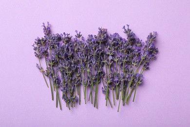 Beautiful lavender flowers on violet background, flat lay