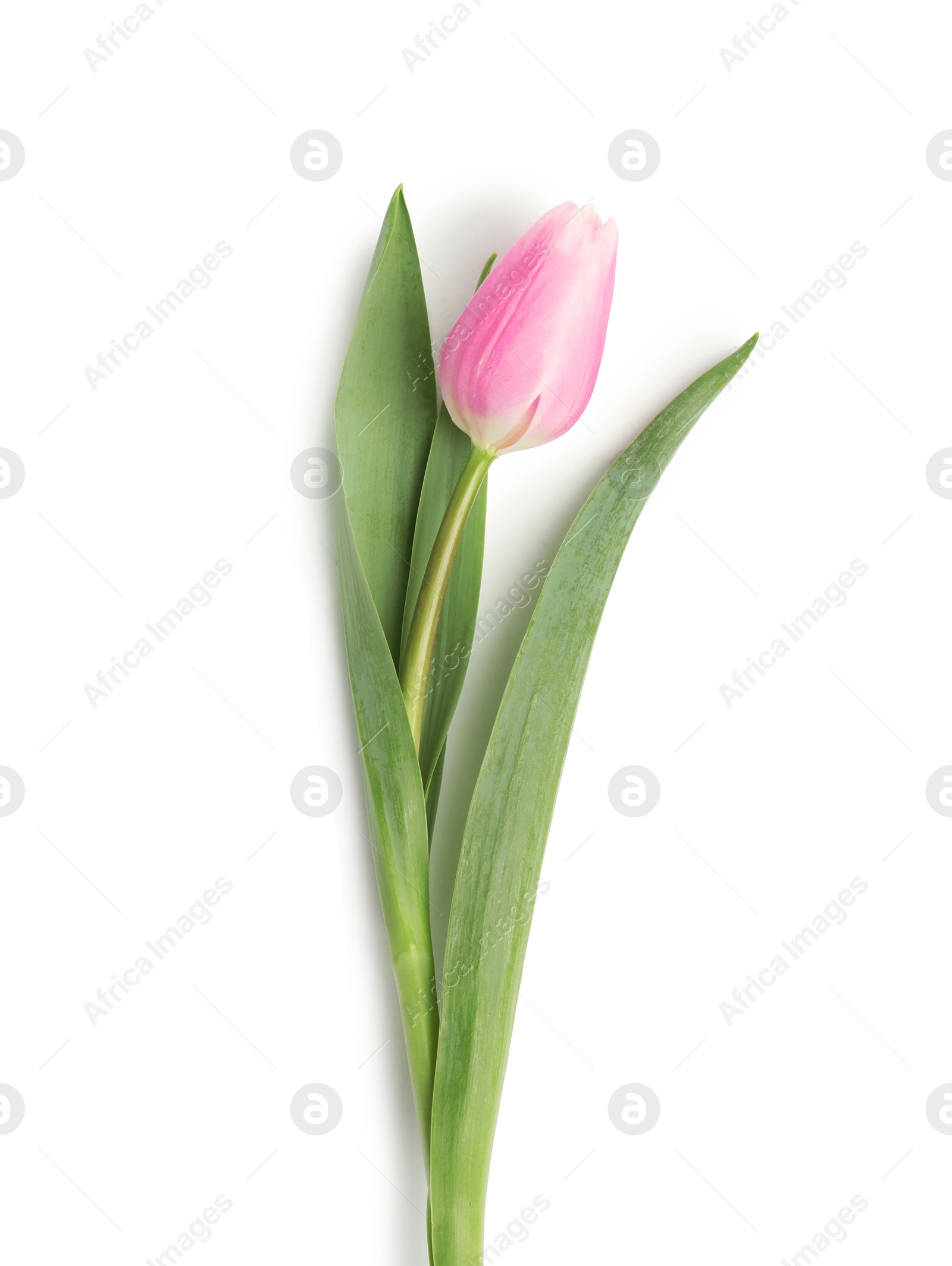 Photo of Beautiful pink spring tulip isolated on white, top view