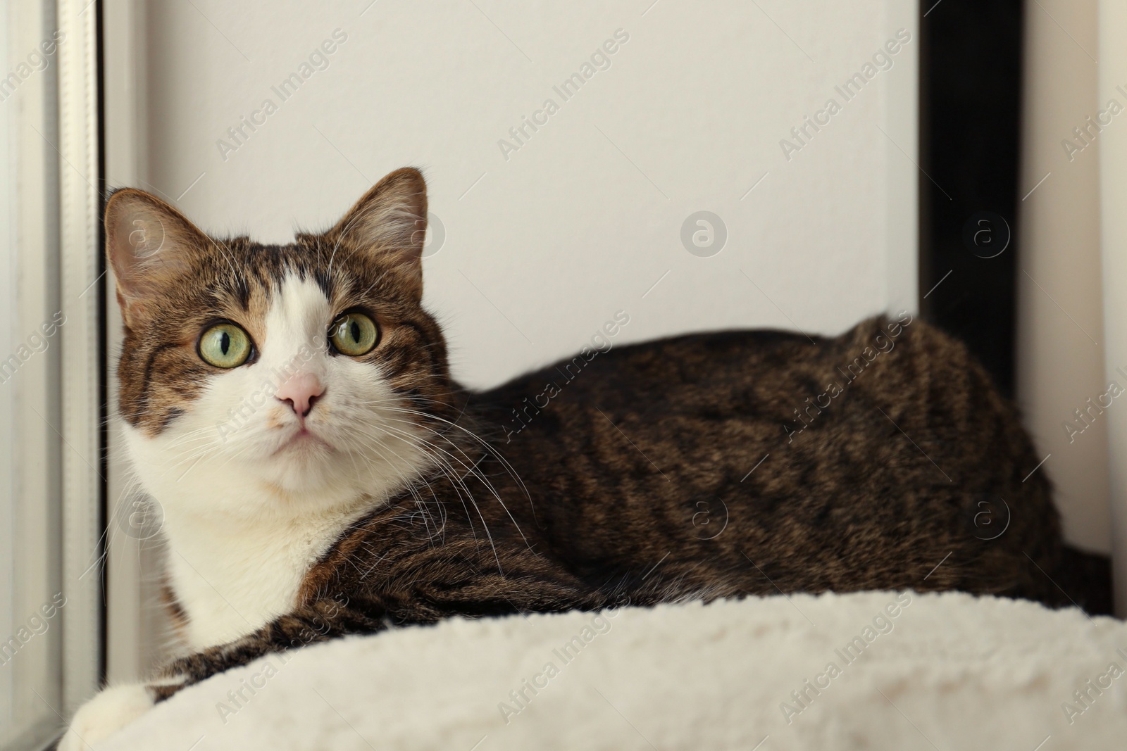 Photo of Cute cat on soft pillow at home. Adorable pet