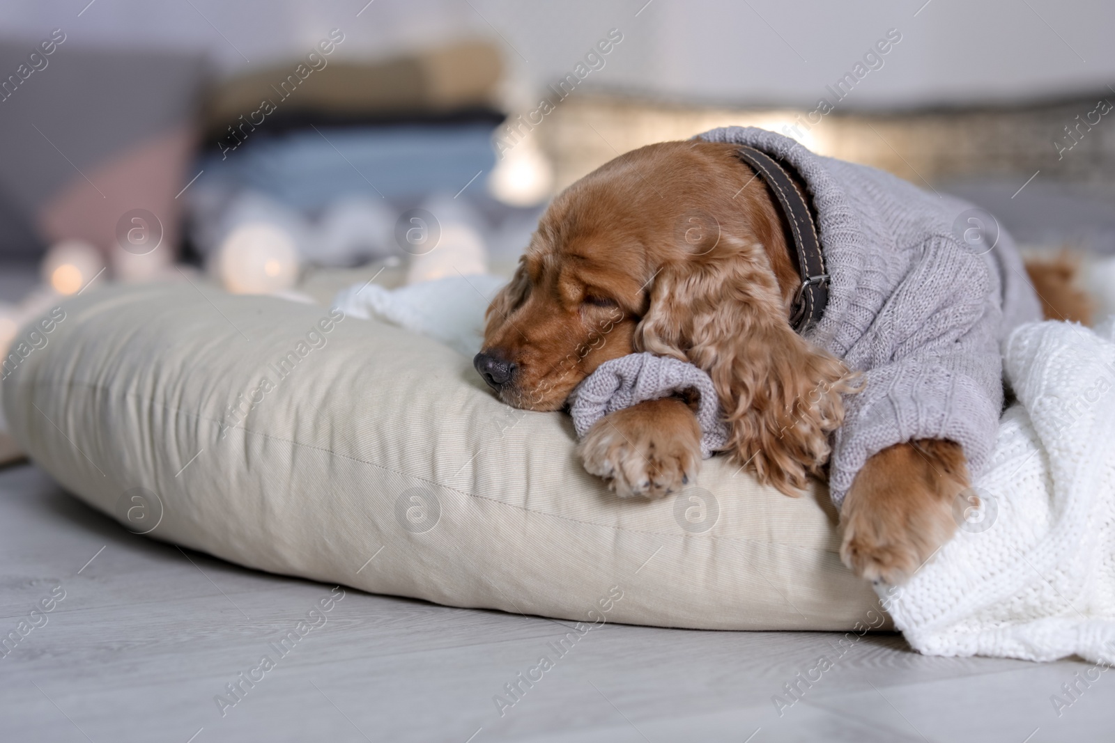 Photo of Cute Cocker Spaniel dog in knitted sweater lying on pillow at home. Warm and cozy winter