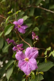 Photo of Vine plant with beautiful flowers and green leaves outdoors