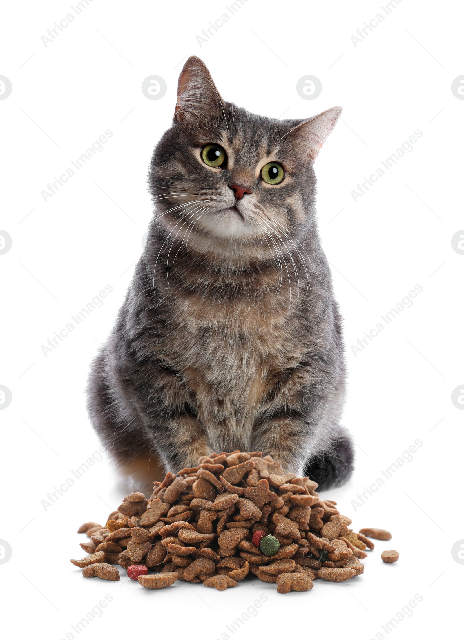 Image of Cute gray tabby cat and pile of dry food on white background. Lovely pet